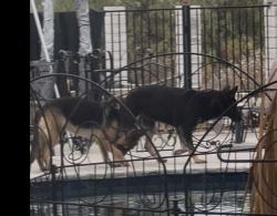 Found/Stray Female Dog last seen Van Buren n Regency Rsnch Rd., Riverside, CA 92504