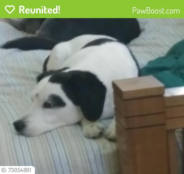Reunited Male Dog last seen Cedar Ave, Hanover Park, IL, Hanover Park, IL 60133