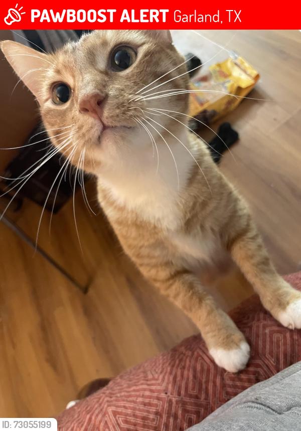 Lost Male Cat last seen Motel 6 parking lot, Garland, TX 75043