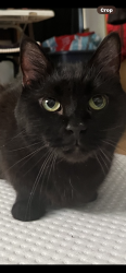 Lost Female Cat last seen Arnold and Florian, Des Plaines, IL 60016