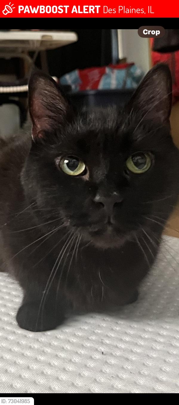Lost Female Cat last seen Arnold and Florian, Des Plaines, IL 60016