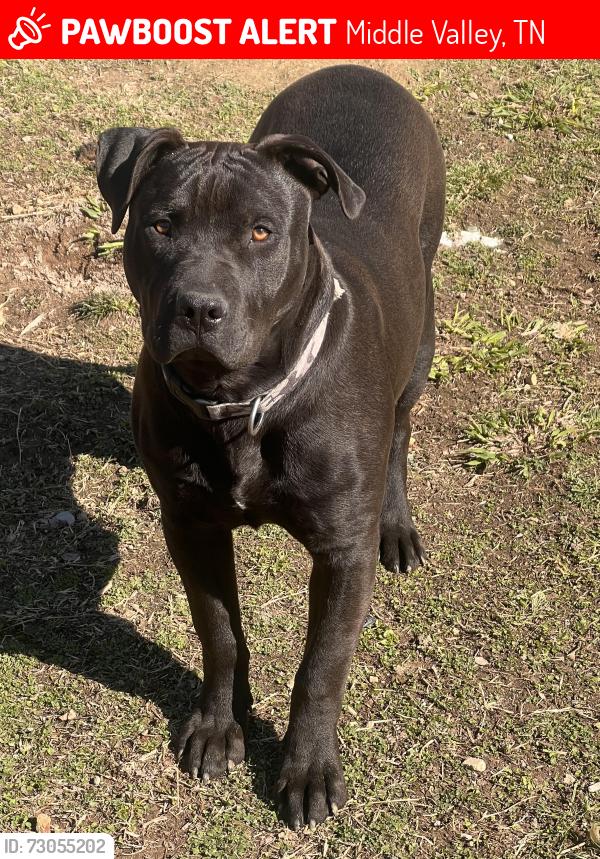 Lost Male Dog last seen Thrasher Pike y Dent RD Hixson TN, Middle Valley, TN 37343