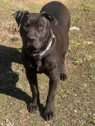 Lost Male Dog last seen Thrasher Pike y Dent RD Hixson TN, Middle Valley, TN 37343