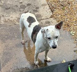 Found/Stray Unknown Dog last seen East Cleveland and Elm Street, Guthrie, OK 73044
