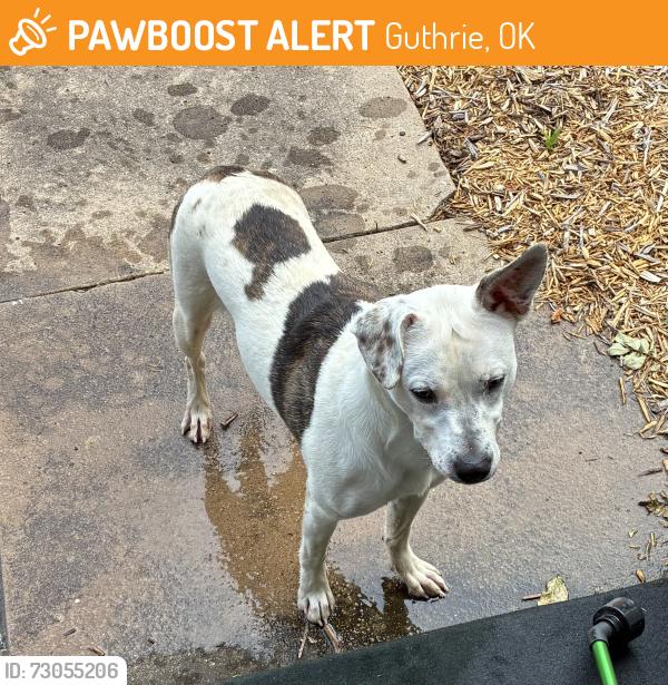 Found/Stray Unknown Dog last seen East Cleveland and Elm Street, Guthrie, OK 73044