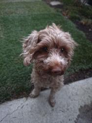 Found/Stray Male Dog last seen Near Bluegrass Blvd, Lehi, UT 84043, Lehi, UT 84043