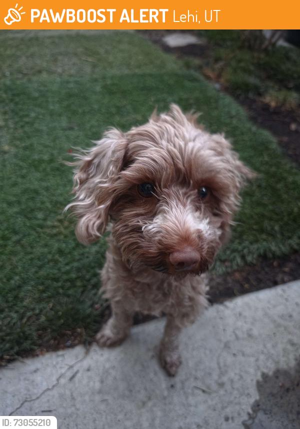 Found/Stray Male Dog last seen Near Bluegrass Blvd, Lehi, UT 84043, Lehi, UT 84043