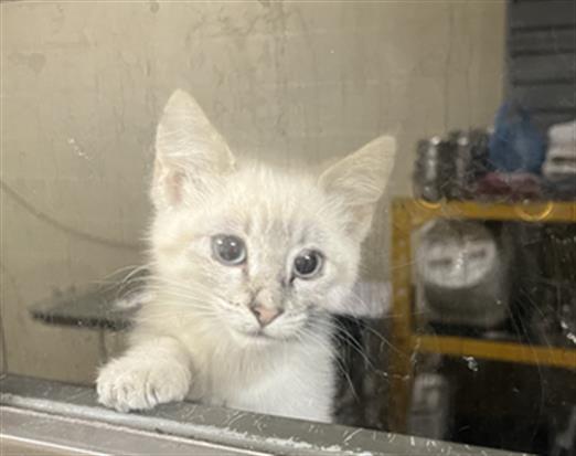 Shelter Stray Male Cat last seen Near BLOCK W BAYAUD AVE, DENVER CO 80223, 1241 W Bayaud Ave, Denver, CO 80223, USA