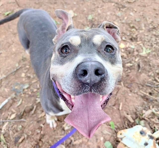 Shelter Stray Male Dog last seen CHARLOTTE, 8315 Byrum Dr, Charlotte, NC 28217, USA