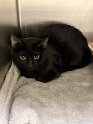 Shelter Stray Male Cat last seen Near BLOCK S 2805 W, WEST VALLEY CITY UT 84119, 4522 W 3500 S, West Valley City, UT 84120, USA
