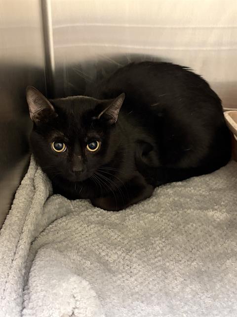 Shelter Stray Male Cat last seen Near BLOCK S 2805 W, WEST VALLEY CITY UT 84119, 4522 W 3500 S, West Valley City, UT 84120, USA