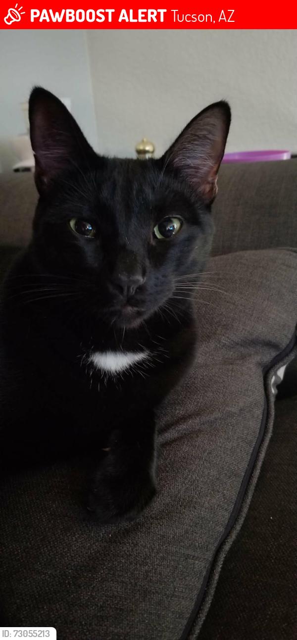 Lost Male Cat last seen Fontana and prince, Tucson, AZ 85705