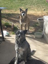 Lost Female Dog last seen 119th and Baseline rd near the apmts, Lafayette, CO 80026