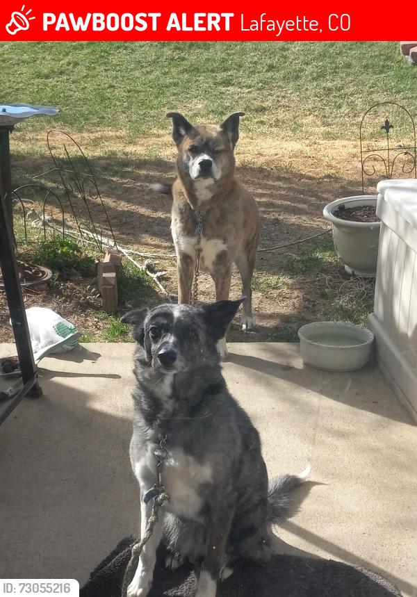 Lost Female Dog last seen 119th and Baseline rd near the apmts, Lafayette, CO 80026