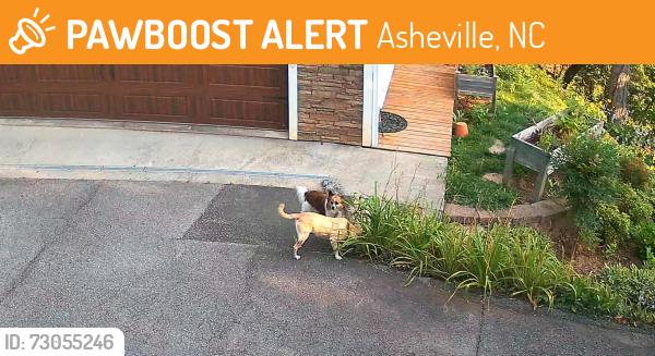 Found/Stray Unknown Dog last seen Helen's Bridge, Asheville, NC 28805