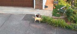 Found/Stray Unknown Dog last seen Helen's Bridge, Asheville, NC 28805