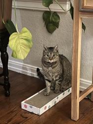 Lost Female Cat last seen Snell Isle, St. Petersburg, FL 33704