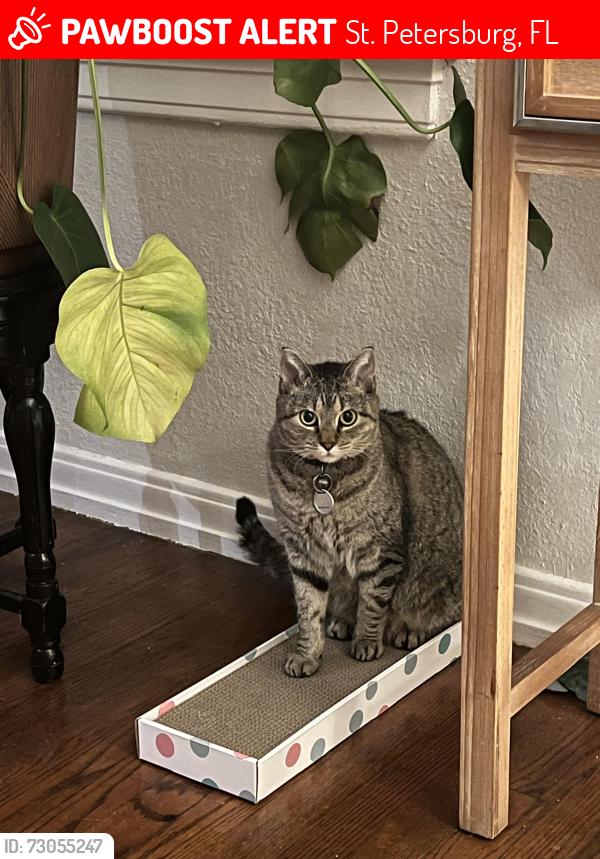 Lost Female Cat last seen Snell Isle, St. Petersburg, FL 33704