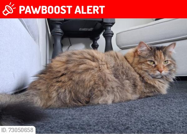 Lost Female Cat last seen Lesnett Rolling Meadows, Upper St. Clair Township, PA 15241
