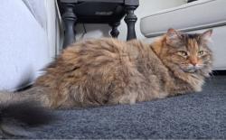 Lost Female Cat last seen Lesnett Rolling Meadows, Upper St. Clair Township, PA 15241
