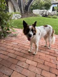 Found/Stray Female Dog last seen Avenida Cresta, San Diego, CA 92037