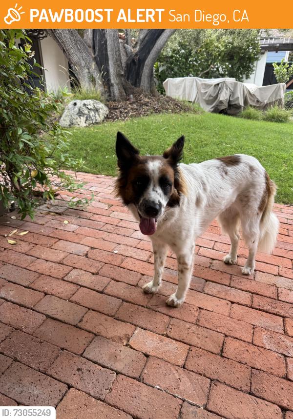 Found/Stray Female Dog last seen Avenida Cresta, San Diego, CA 92037