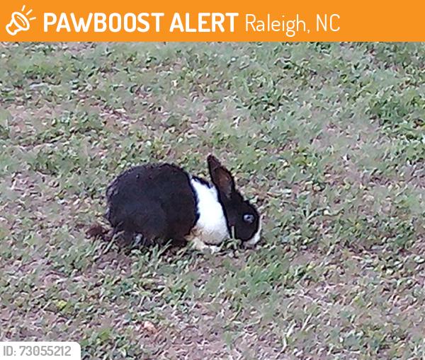 Found/Stray Unknown Rabbit last seen Six Forks Rd, Lynn Rd/Spring Forest Rd, Cedar Hills Park, Raleigh, NC 27609