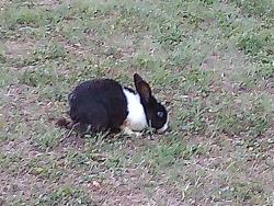 Found/Stray Unknown Rabbit last seen Six Forks Rd, Lynn Rd/Spring Forest Rd, Cedar Hills Park, Raleigh, NC 27609