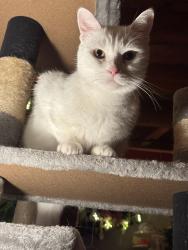Reunited Male Cat last seen Webber st, Peterborough, ON K9J 5Y1