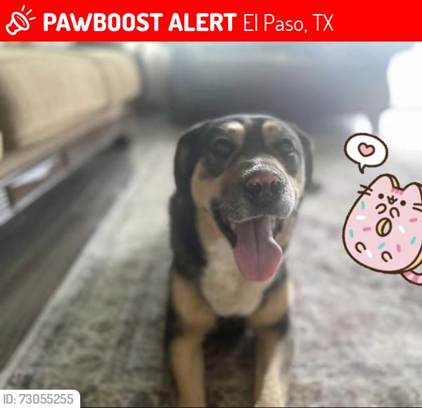 Lost Female Dog last seen Hercules and Diana, El Paso, TX 79904