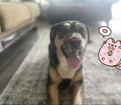 Lost Female Dog last seen Hercules and Diana, El Paso, TX 79904