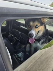 Reunited Male Dog last seen Savage , Port St. Lucie, FL 34987