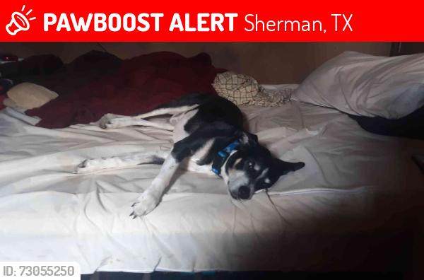 Lost Male Dog last seen Kennedy RD, Sherman, TX & Laughlin RD, Sherman, TX, Sherman, TX 75092