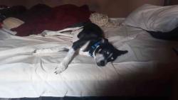 Lost Male Dog last seen Kennedy RD, Sherman, TX & Laughlin RD, Sherman, TX, Sherman, TX 75092