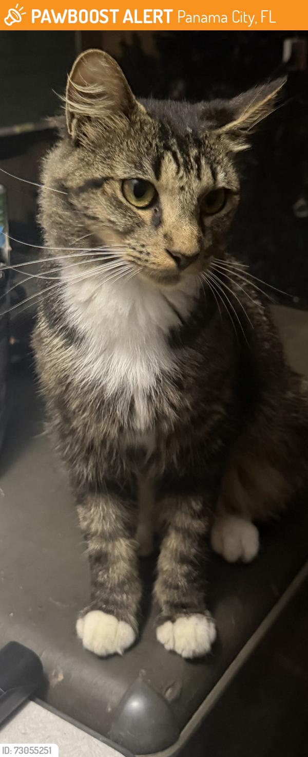 Found/Stray Female Cat last seen John Pitts/Joseph Road, Panama City, FL 32404