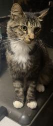 Found/Stray Female Cat last seen John Pitts/Joseph Road, Panama City, FL 32404