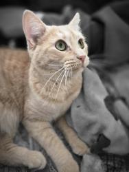 Lost Female Cat last seen Maryland Ave. and Clarence St., Saint Paul, MN 55106