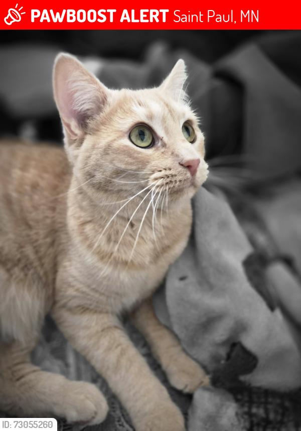 Lost Female Cat last seen Maryland Ave. and Clarence St., Saint Paul, MN 55106
