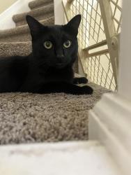 Lost Male Cat last seen Near E 123rd Pl, Brighton, CO 80602