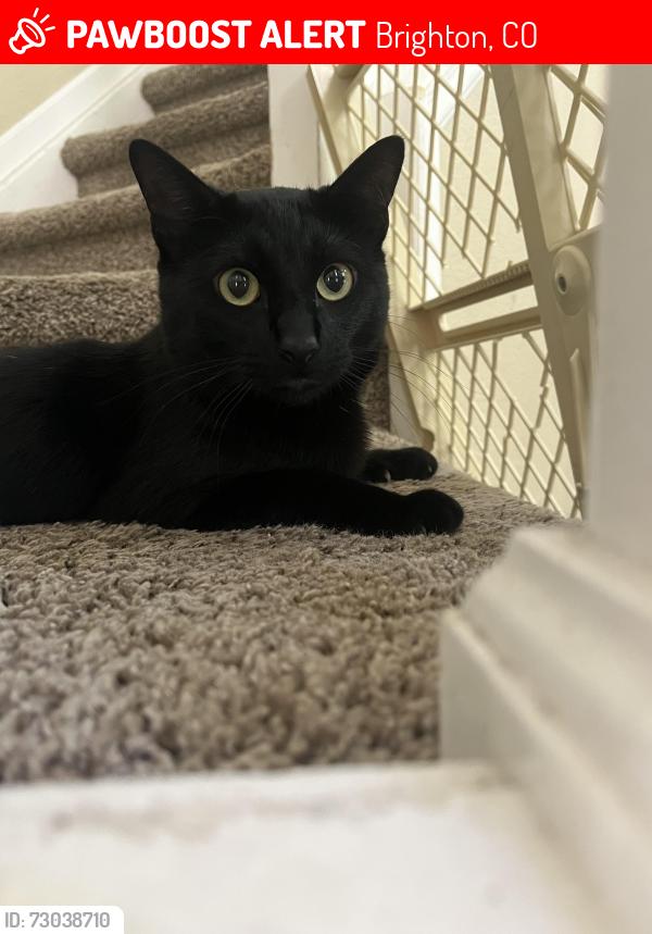 Lost Male Cat last seen Near E 123rd Pl, Brighton, CO 80602