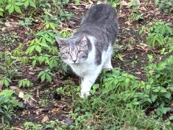 Lost Female Cat last seen Gumlog Road, Lavonia, GA 30553