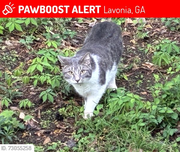 Lost Female Cat last seen Gumlog Road, Lavonia, GA 30553