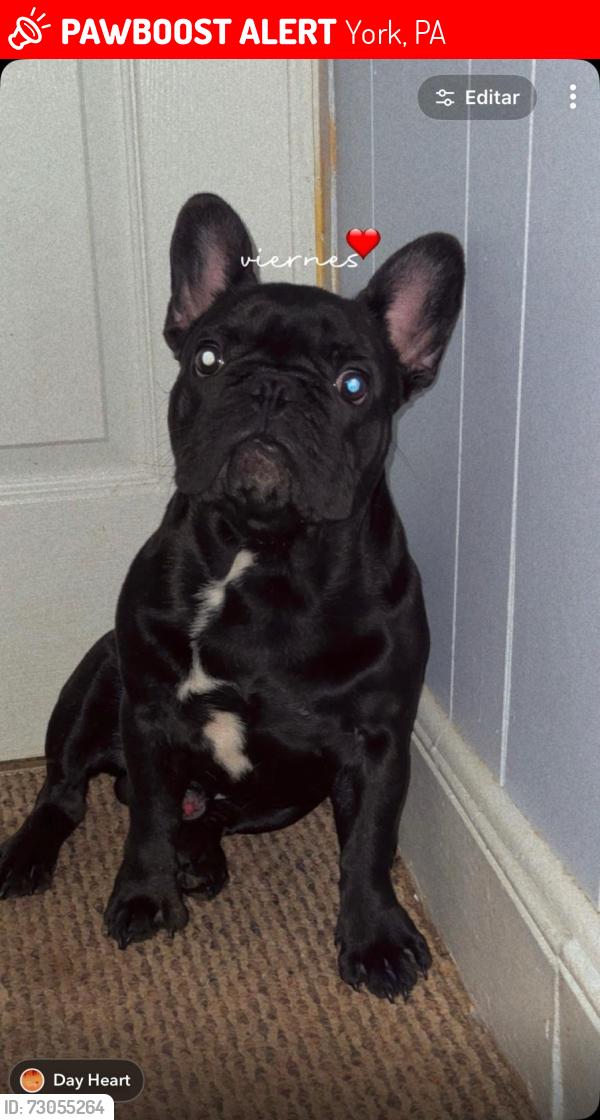 Lost Male Dog last seen Rest Picalonga, York, PA 17403