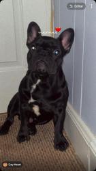 Lost Male Dog last seen Rest Picalonga, York, PA 17403