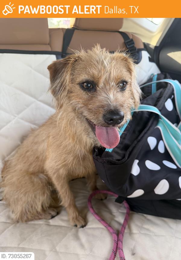 Found/Stray Female Dog last seen Davis & Vernon, Dallas, TX 75208