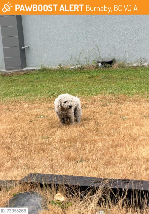 Found/Stray Unknown Dog last seen Keith Street & Ivy Ave, Burnaby, BC V5J 0A8