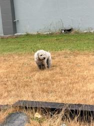 Found/Stray Unknown Dog last seen Keith Street & Ivy Ave, Burnaby, BC V5J 0A8
