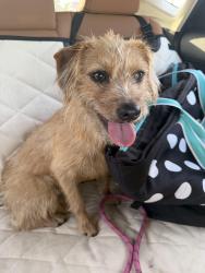Found/Stray Female Dog last seen Davis & Vernon, Dallas, TX 75208