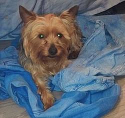 Lost Male Dog last seen Centerpoint al, Center Point, AL 35215