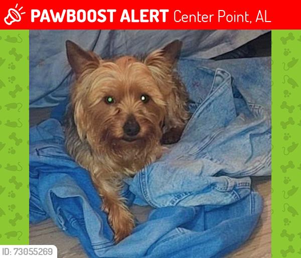 Lost Male Dog last seen Centerpoint al, Center Point, AL 35215